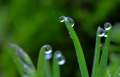 關于春雨的優(yōu)美句子