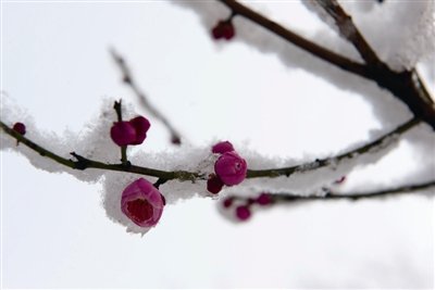 飄雪的句子