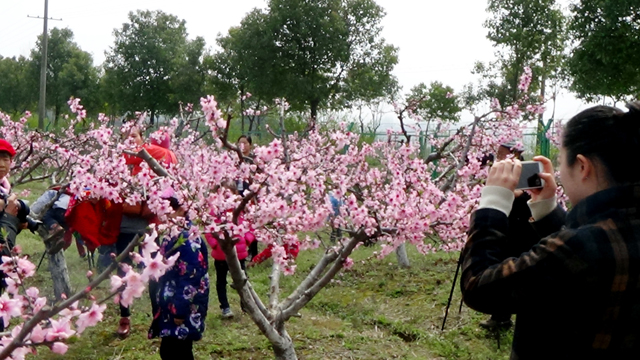 賞桃花句子