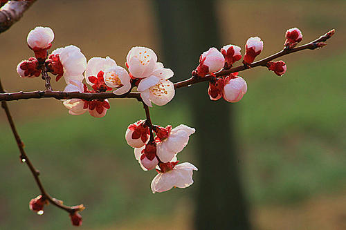 關(guān)于春花的詩(shī)句