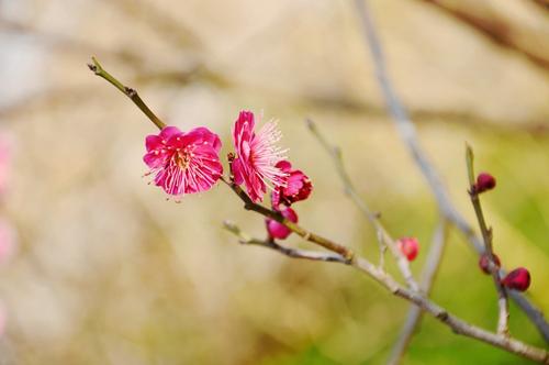 描寫春天的開(kāi)心的、美好的句子短句