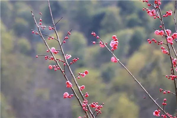 春天的詩(shī)句