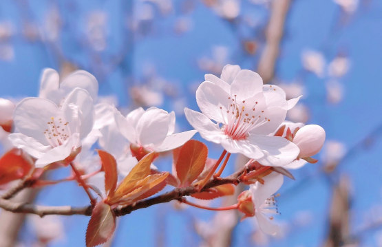 桃花文案短句  關(guān)于桃花的溫柔文案