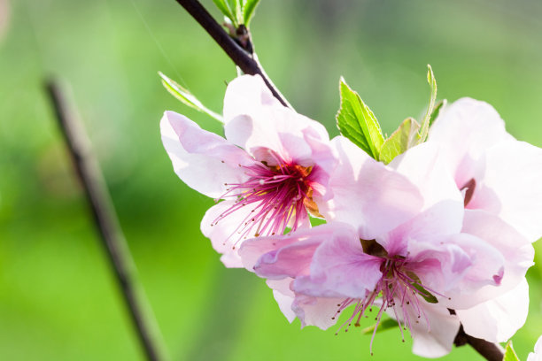 贊美桃花的詩(shī)句